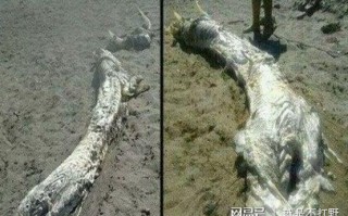 2000年坠落黑白两龙事件，2000年坠落黑白两龙事件是真的吗