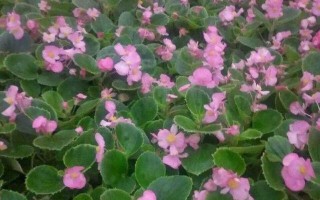 四季花开打一城市名字，四季花开打一城市名字是什么